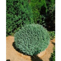 Nadelbäume u. Koniferen - Chamaecyparis lawsoniana 'Rimpelaar'