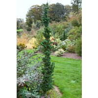 Nadelbäume u. Koniferen - Chamaecyparis lawsoniana 'Wissel's Saguaro'
