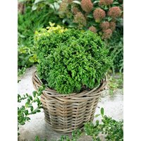 Nadelbäume u. Koniferen - Chamaecyparis pisifera 'Nana'