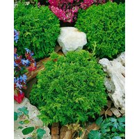 Nadelbäume u. Koniferen - Chamaecyparis pisifera 'Tsukumo'