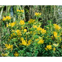 Kategorie <b>Nadelbäume u. Koniferen </b> - Chamaecytisus supinus