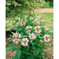 Kategorie <b>Produkt nicht gewünscht </b> - Chitalpa 'Summer Bells'