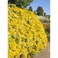 Kategorie <b>Blütensträucher und Ziergehölze </b> - Choisya ternata 'Goldfingers'