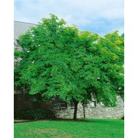 Kategorie <b>Laubbäume </b> - Cladrastis lutea