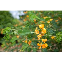 Kategorie <b>Blütensträucher und Ziergehölze </b> - Colutea arborescens