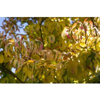Kategorie <b>Produkt nicht gewünscht </b> - Cornus controversa 'Gosia'