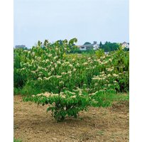 Kategorie <b>Produkt nicht gewünscht </b> - Cornus controversa 'Green Carpet'