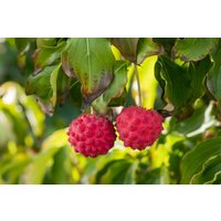 Kategorie <b>Produkt nicht gewünscht </b> - Cornus kousa Big Apple