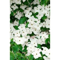 Blütensträucher und Ziergehölze - Cornus kousa 'Blue Shadow'