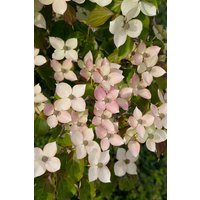 Blütensträucher und Ziergehölze - Cornus kousa 'Dwarf Pink'