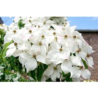 Blütensträucher und Ziergehölze - Cornus kousa 'Moonbeam'