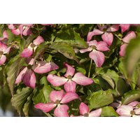 Kategorie <b>Produkt nicht gewünscht </b> - Cornus kousa 'Scarlet Fire'