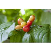 Kategorie <b>Blütensträucher und Ziergehölze </b> - Cornus mas 'Kasanlaker'