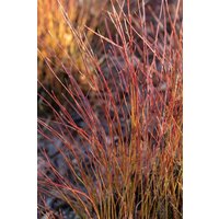 Kategorie <b>Produkt nicht gewünscht </b> - Cornus sericea 'Firedance'