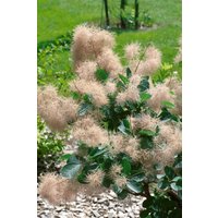 Kategorie <b>Produkt nicht gewünscht </b> - Cotinus coggygria 'Old Fashioned'