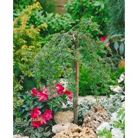 Kategorie <b>Produkt nicht gewünscht </b> - Cotoneaster adpressus 'Little Gem'