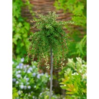 Kategorie <b>Bodendecker </b> - Cotoneaster congestus 'Mirelle'