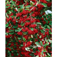 Kategorie <b>Produkt nicht gewünscht </b> - Cotoneaster lacteus