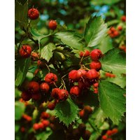 Kategorie <b>Blütensträucher und Ziergehölze </b> - Crataegus coccinea