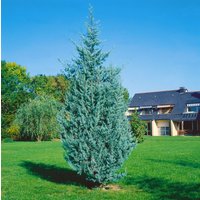 Kategorie <b>Nadelbäume u. Koniferen </b> - Cupressus arizonica 'Fastigiata Glauca'