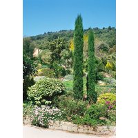 Kategorie <b>Nadelbäume u. Koniferen </b> - Cupressus sempervirens 'Stricta'