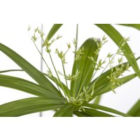 Kategorie <b>Produkt nicht gewünscht </b> - Cyperus papyrus 'Little Pharao'
