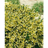 Kategorie <b>Blütensträucher und Ziergehölze </b> - Cytisus scoparius 'Golden Cascade'