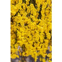 Kategorie <b>Blütensträucher und Ziergehölze </b> - Cytisus scoparius 'Lunagold'
