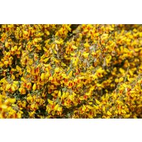 Kategorie <b>Blütensträucher und Ziergehölze </b> - Cytisus scoparius 'Queen Mary'