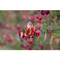 Kategorie <b>Blütensträucher und Ziergehölze </b> - Cytisus scoparius 'Red Wings'