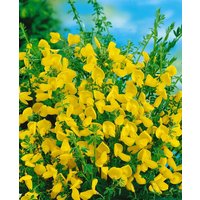 Kategorie <b>Blütensträucher und Ziergehölze </b> - Cytisus scoparius 'Vanesse'