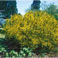 Kategorie <b>Produkt nicht gewünscht </b> - Cytisus sessilifolius