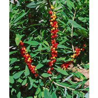 Kategorie <b>Blütensträucher und Ziergehölze </b> - Daphne mezereum 'Rubra'