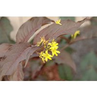 Kategorie <b>Produkt nicht gewünscht </b> - Diervilla splendens 'Diva'