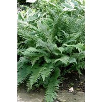 Farne - Dryopteris filix-mas 'Mexico'