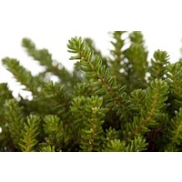 Kategorie <b>immergrüne Laubbäume </b> - Empetrum nigrum 'Irland'