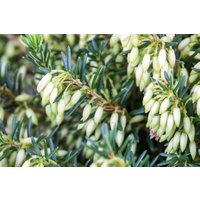 Kategorie <b>Rhododendren, Azaleen und Heide </b> - Erica carnea 'Isabell'