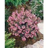 Kategorie <b>Rhododendren, Azaleen und Heide </b> - Erica carnea 'Lohses Rubin'