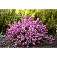 Kategorie <b>Rhododendren, Azaleen und Heide </b> - Erica carnea 'Memory'