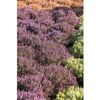 Kategorie <b>Rhododendren, Azaleen und Heide </b> - Erica carnea 'Mojave'