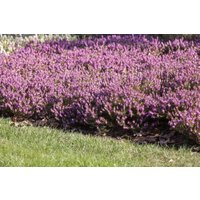 Kategorie <b>Rhododendren, Azaleen und Heide </b> - Erica carnea 'Rosalie'