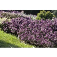 Kategorie <b>Rhododendren, Azaleen und Heide </b> - Erica darleyensis