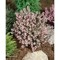 Kategorie <b>Rhododendren, Azaleen und Heide </b> - Erica darleyensis 'Darley Dale'