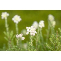 Kategorie <b>Produkt nicht gewünscht </b> - Erica tetralix 'Alba'