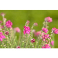 Kategorie <b>Produkt nicht gewünscht </b> - Erica tetralix 'Con Underwood'