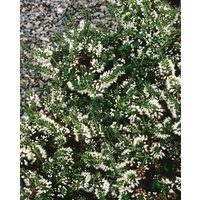 Kategorie <b>Produkt nicht gewünscht </b> - Erica vagans 'Lyonesse'