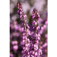 Kategorie <b>Rhododendren, Azaleen und Heide </b> - Erica x darleyensis 'Rubina'