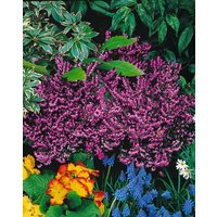 Kategorie <b>Rhododendren, Azaleen und Heide </b> - Erica x darleyensis 'Spring Surprise'