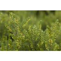 Kategorie <b>Rhododendren, Azaleen und Heide </b> - Erica x darleyensis 'White Perfection'