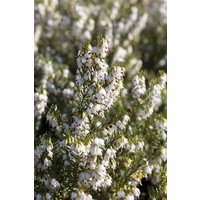 Kategorie <b>Rhododendren, Azaleen und Heide </b> - Erica x darleyensis 'White Spring Surprise'
